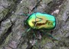 zlatohlávek skvostný (Brouci), Protaetia speciosissima (Scopoli, 1786) (Coleoptera)